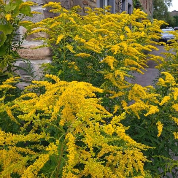 Solidago canadensis Çiçek