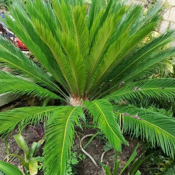 Cycas revoluta ᱥᱟᱠᱟᱢ