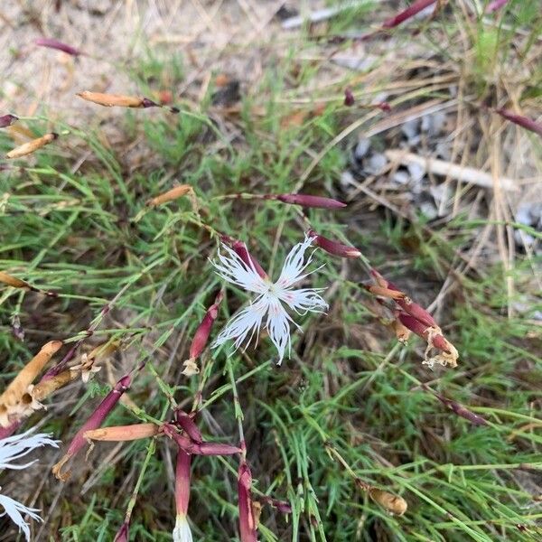 Dianthus arenarius Flor