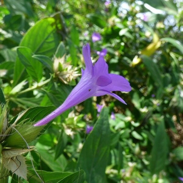 Barleria cristata Flower