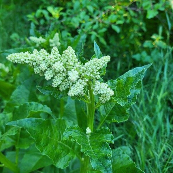 Beta trigyna Flower