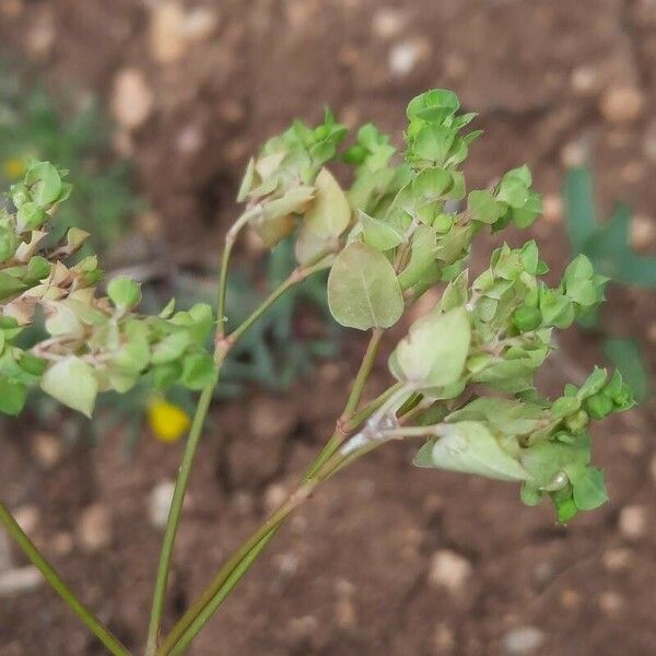 Euphorbia falcata 花