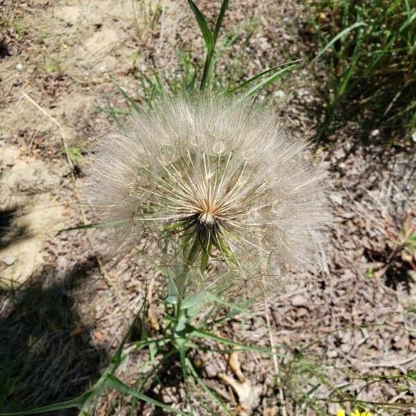 Tragopogon dubius Froito