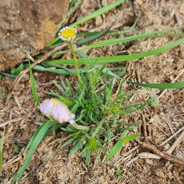 Felicia abyssinica Blad