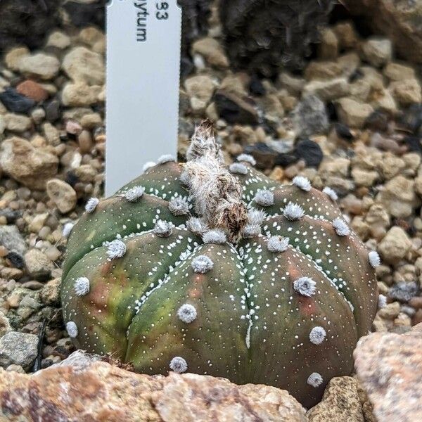 Astrophytum asterias Агульны выгляд