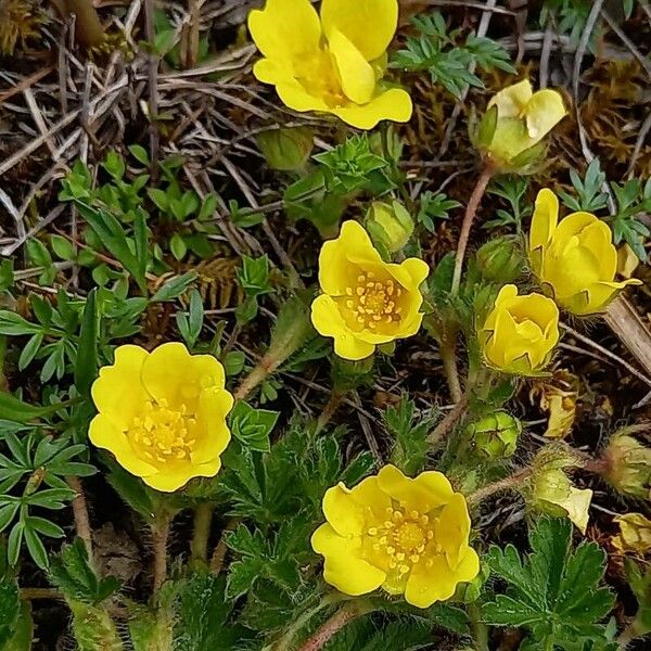 Potentilla crantzii Lorea