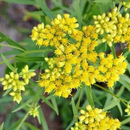 Euthamia graminifolia Květ