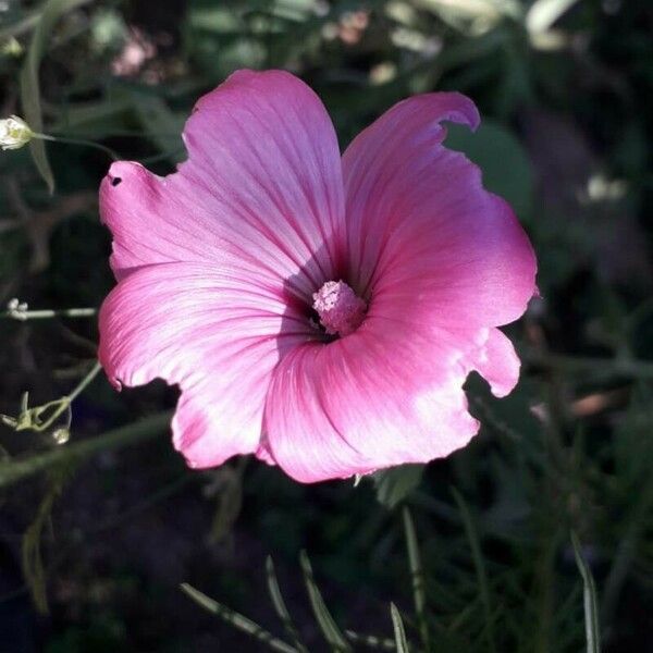 Lavatera trimestris Kukka