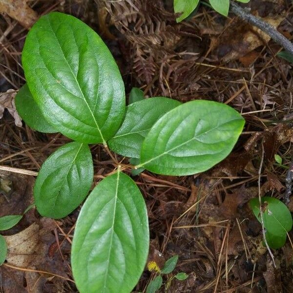 Lyonia mariana Агульны выгляд