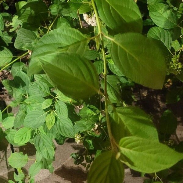 Cornus sericea Feuille