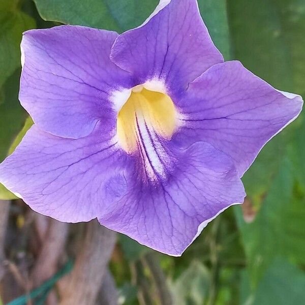 Thunbergia grandiflora Flower