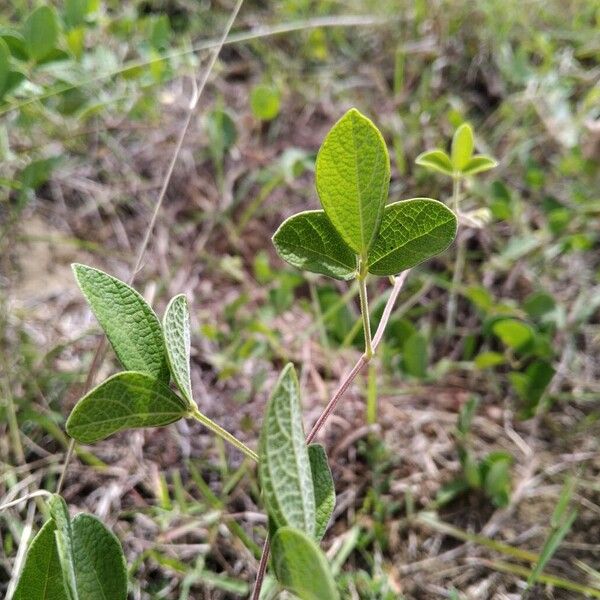 Cajanus scarabaeoides Leaf