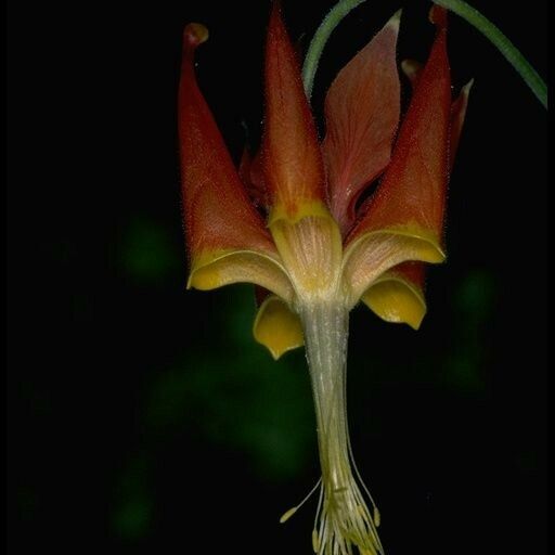 Aquilegia eximia Flower