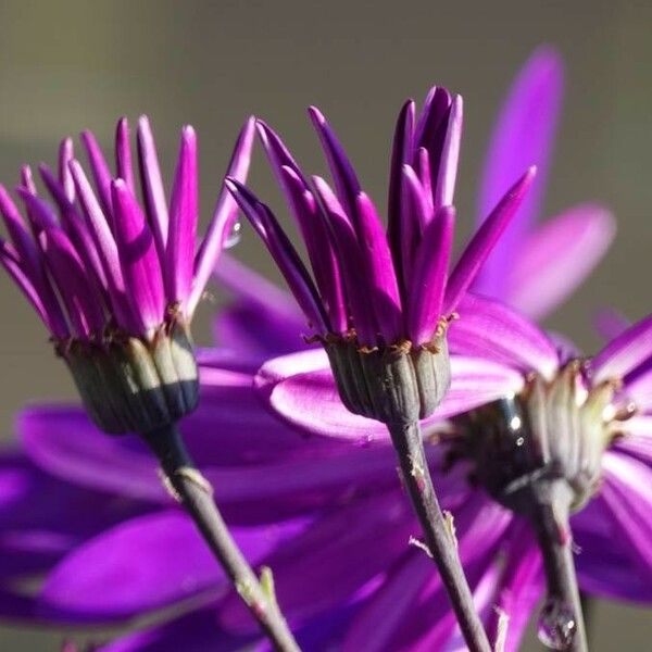 Pericallis lanata Kwiat