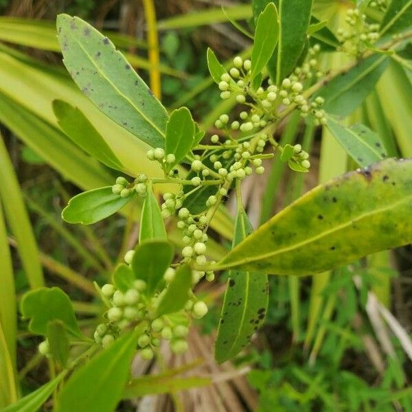 Ilex glabra Flor