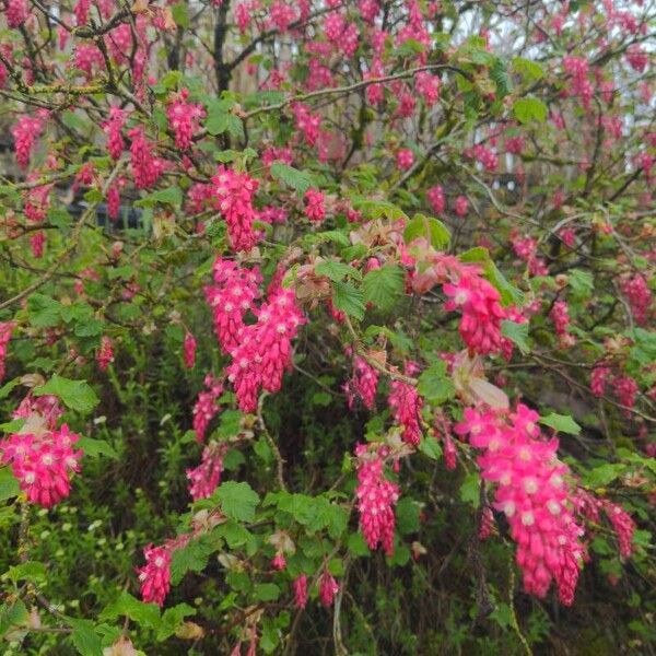 Ribes sanguineum Çiçek