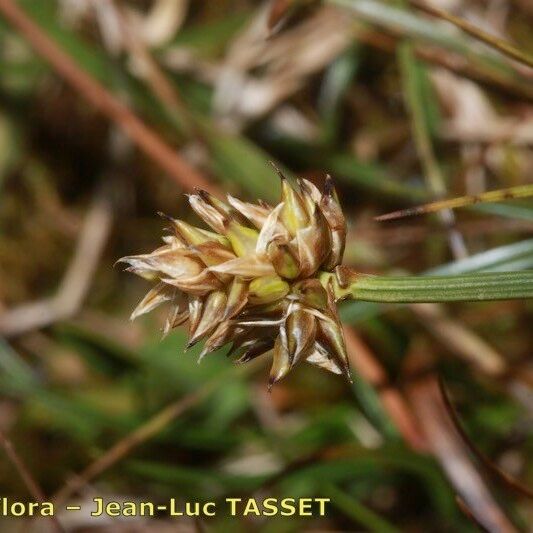 Carex maritima Kwiat