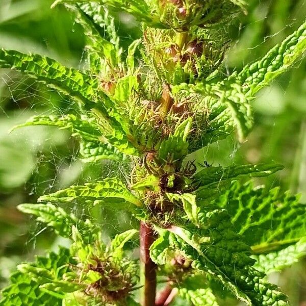 Phlomoides tuberosa Flower