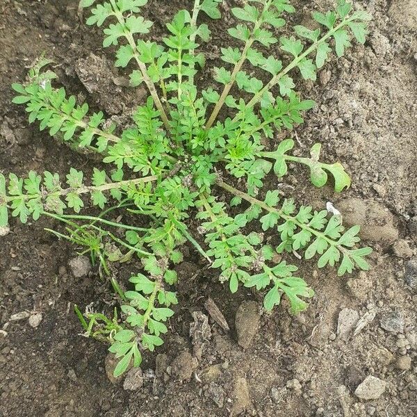 Lepidium didymum Hoja