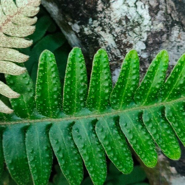 Pleopeltis polypodioides Fuelha