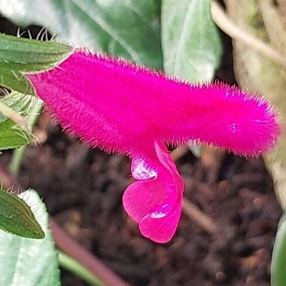 Salvia buchananii Flor