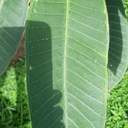 Plumeria rubra برگ