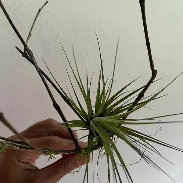 Tillandsia stricta List