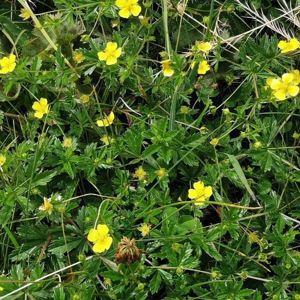 Potentilla erecta Habitat