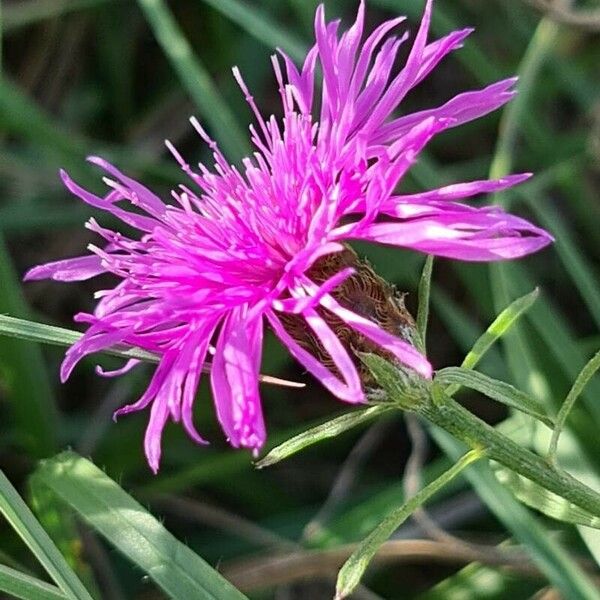 Centaurea stoebe 花