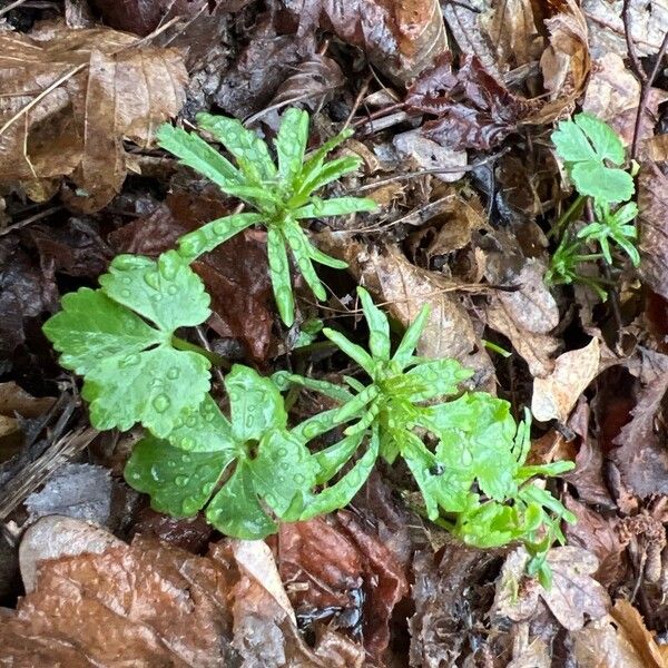 Ranunculus cassubicus Leaf