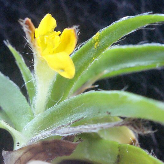 Hypoxis angustifolia Yeri