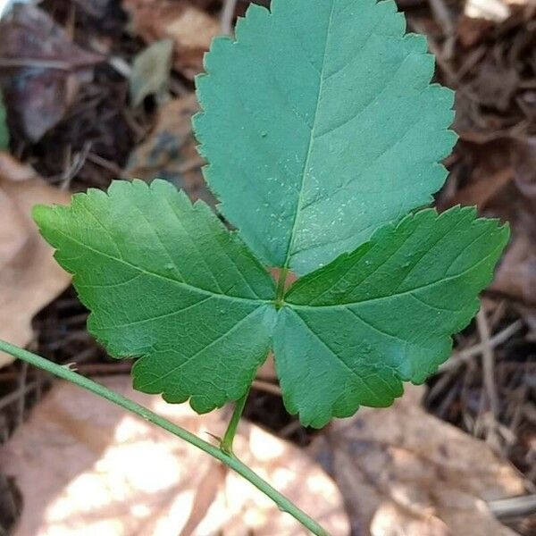 Rubus hispidus Fuelha