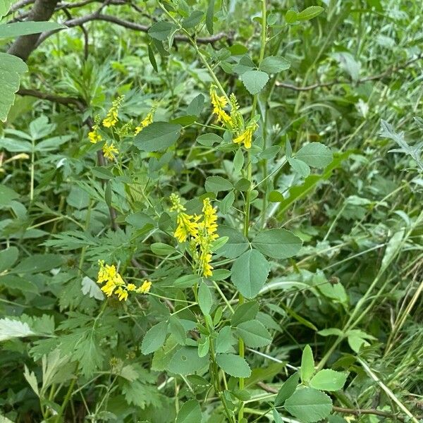 Melilotus officinalis Habitat