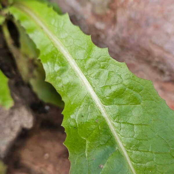 Lactuca virosa 葉