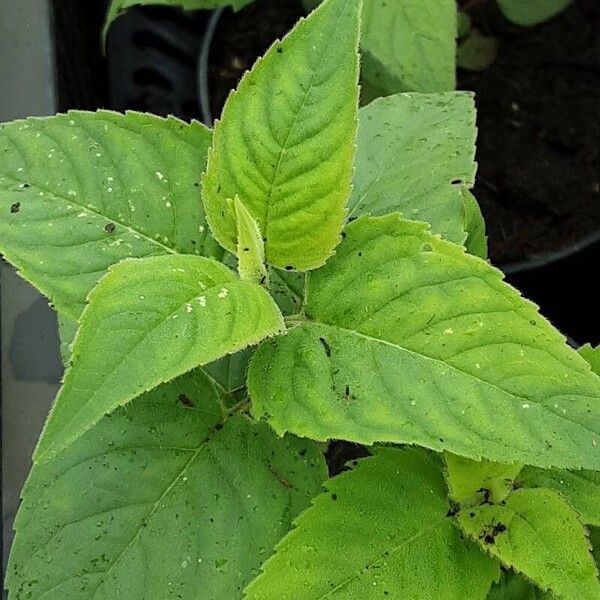 Monarda fistulosa Lehti