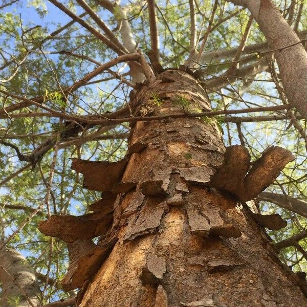 Albizia forbesii Vekstform