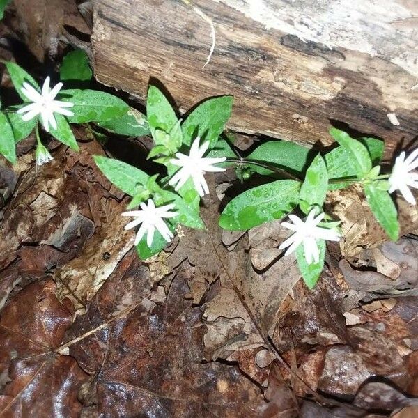 Stellaria pubera Flower