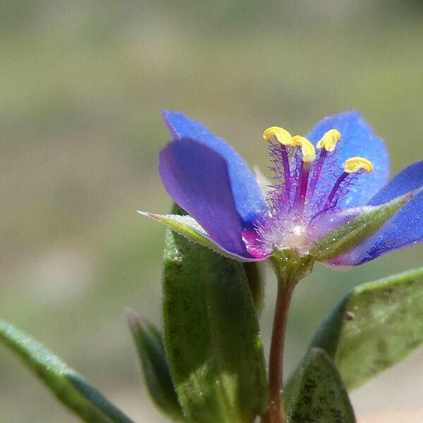 Lysimachia foemina 花