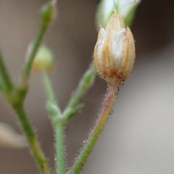 Sabulina verna Fruit