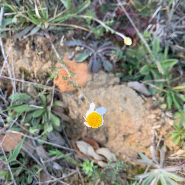 Anacyclus clavatus Flower