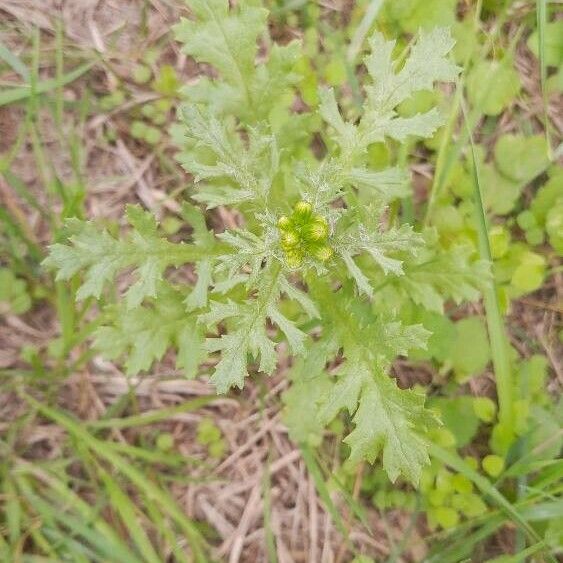 Senecio sylvaticus Foglia