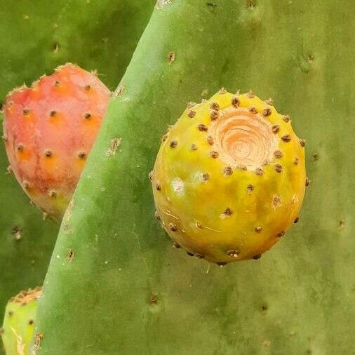 Opuntia ficus-indica Frucht