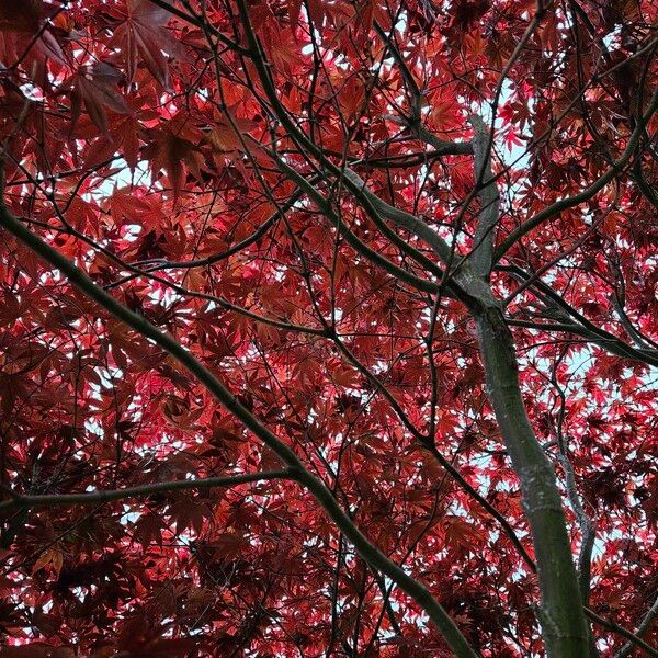 Acer palmatum Habit