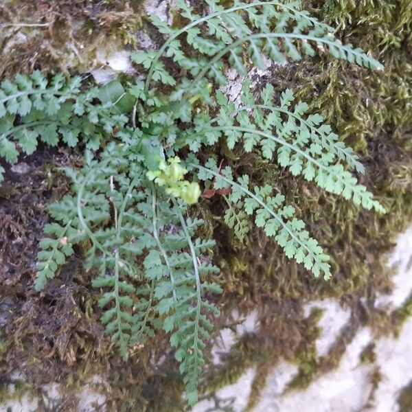 Asplenium fontanum Foglia