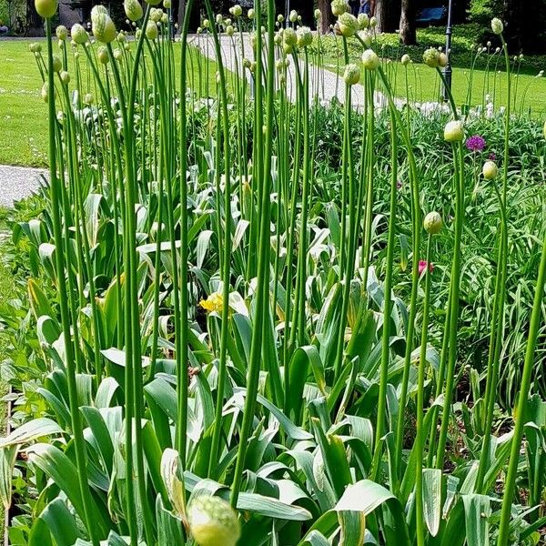 Allium cepa Habit