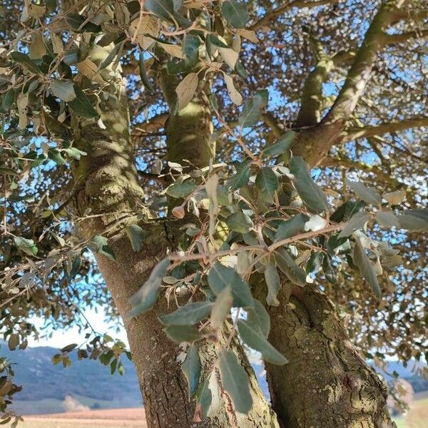 Quercus suber Ліст