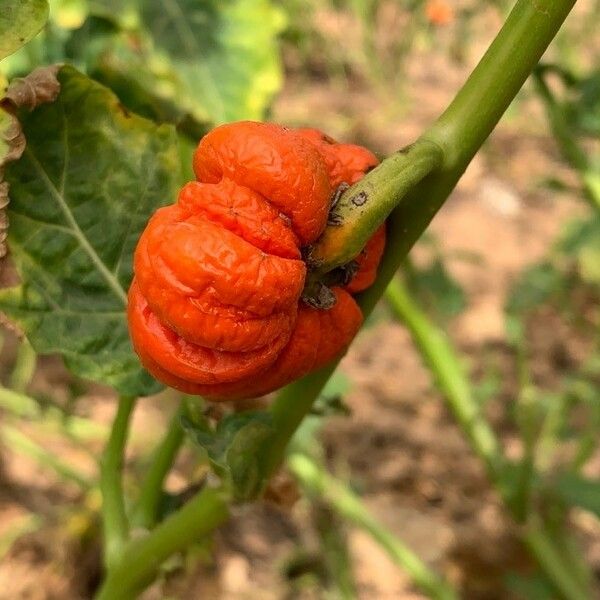 Solanum aethiopicum Fruit