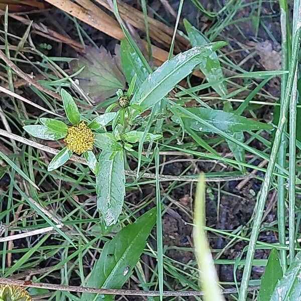 Bidens cernua Flower