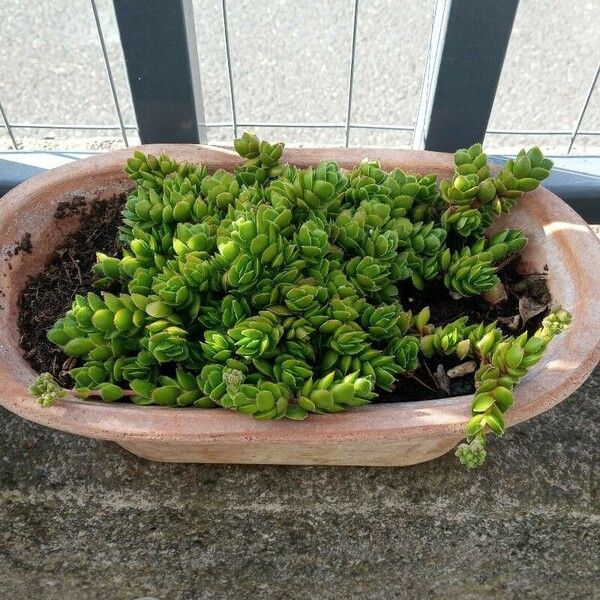 Crassula lanuginosa Blad