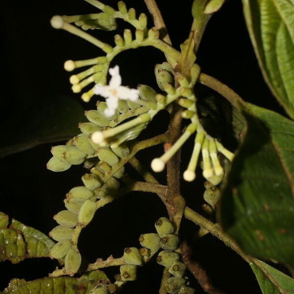 Guettarda crispiflora Blomst
